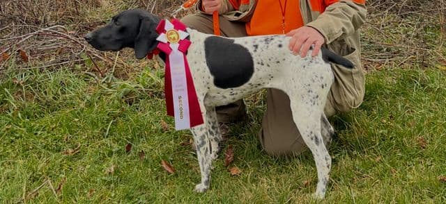 German Shorthaired Pointer Puppies media 2