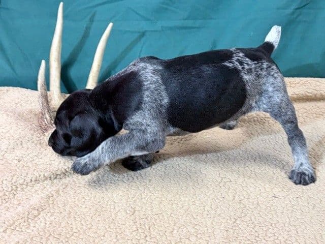 German Shorthaired Pointer Puppies media 3