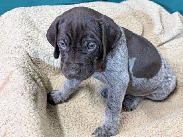 German Shorthaired Pointer Puppies media 4