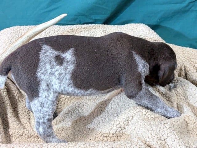 German Shorthaired Pointer Puppies media 5