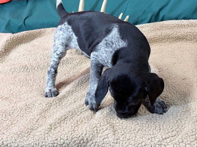 German Shorthaired Pointer Puppies media 8