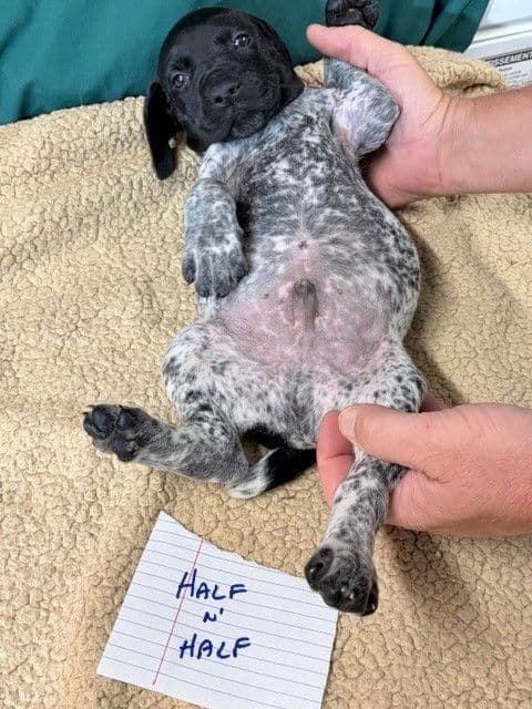 German Shorthaired Pointer Puppies media 9