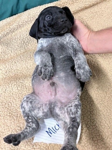 German Shorthaired Pointer Puppies media 10
