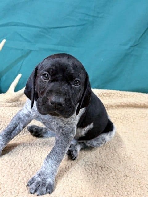 German Shorthaired Pointer Puppies media 12
