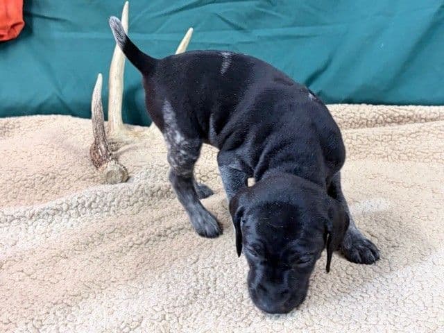 German Shorthaired Pointer Puppies media 13