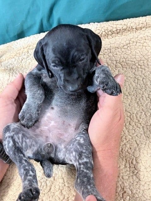 German Shorthaired Pointer Puppies media 14
