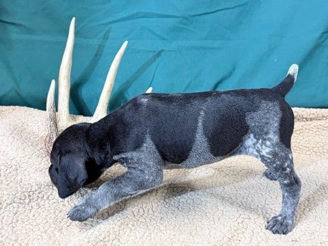 German Shorthaired Pointer Puppies media 15