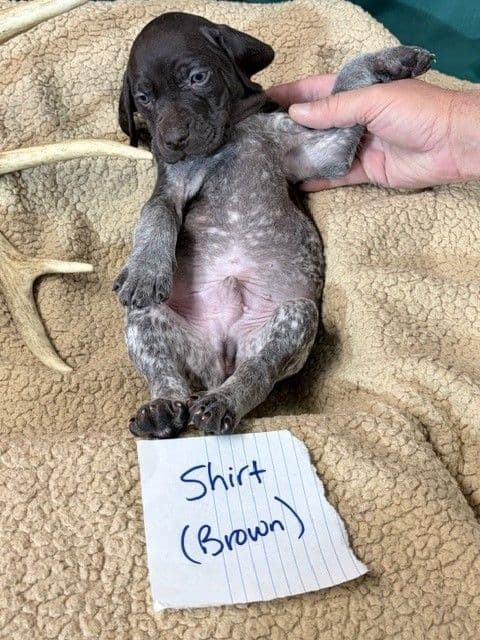 German Shorthaired Pointer Puppies media 16