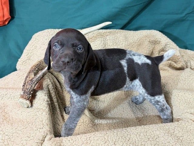 German Shorthaired Pointer Puppies media 18