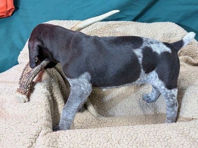 German Shorthaired Pointer Puppies media 17