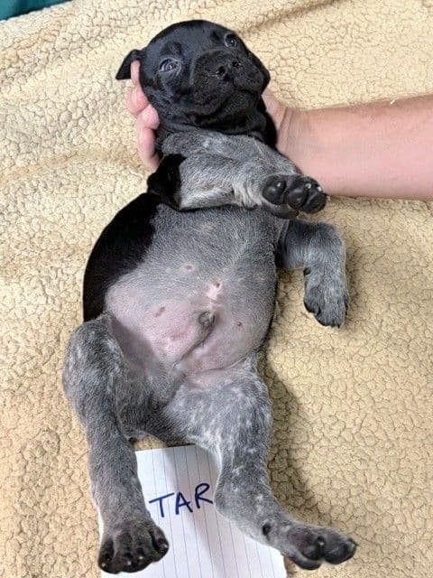 German Shorthaired Pointer Puppies media 19