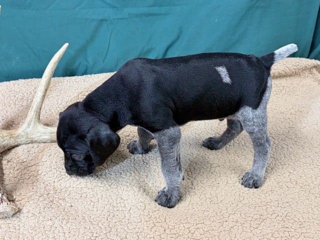 German Shorthaired Pointer Puppies media 20