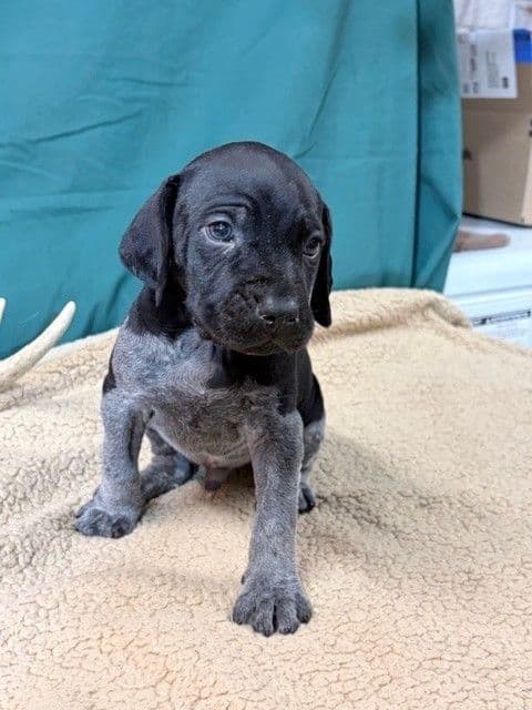 German Shorthaired Pointer Puppies media 21