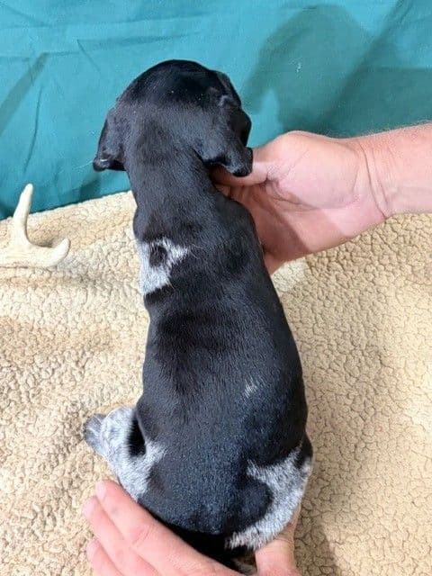 German Shorthaired Pointer Puppies media 23