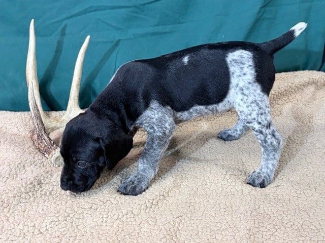German Shorthaired Pointer Puppies media 22