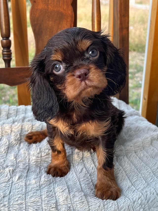 Cavalier King Charles Spaniel Puppies media 2