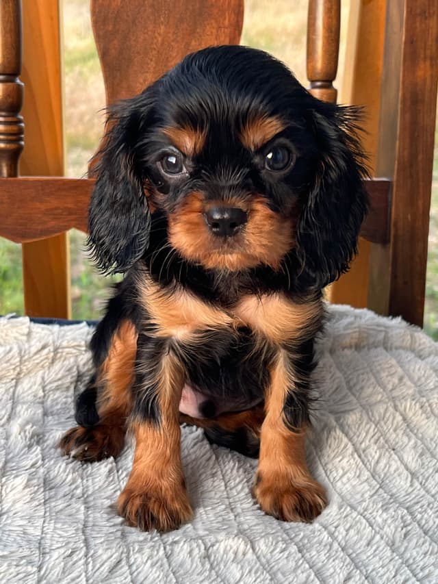 Cavalier King Charles Spaniel Puppies media 3
