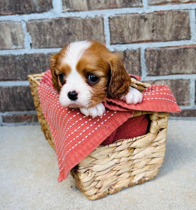 Cavalier King Charles Spaniel Puppies media 4