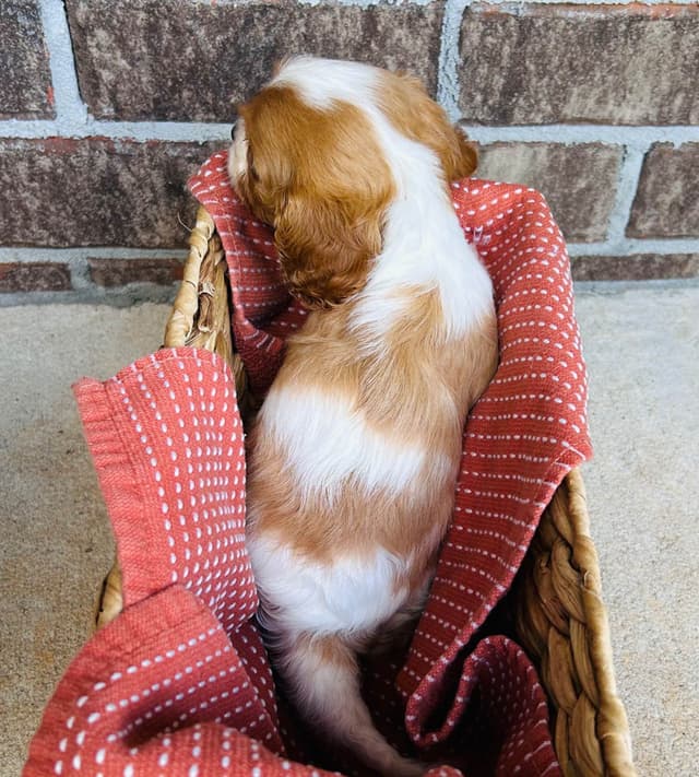 Cavalier King Charles Spaniel Puppies media 5