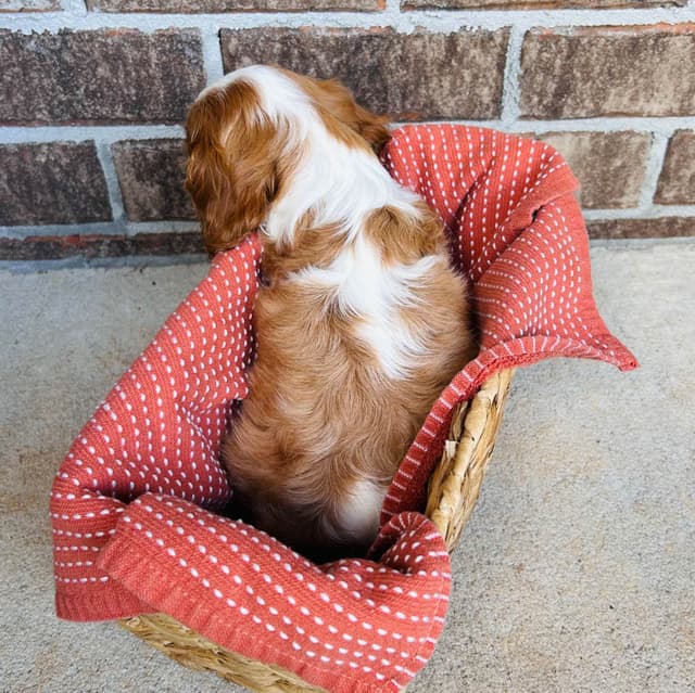 Cavalier King Charles Spaniel Puppies media 6