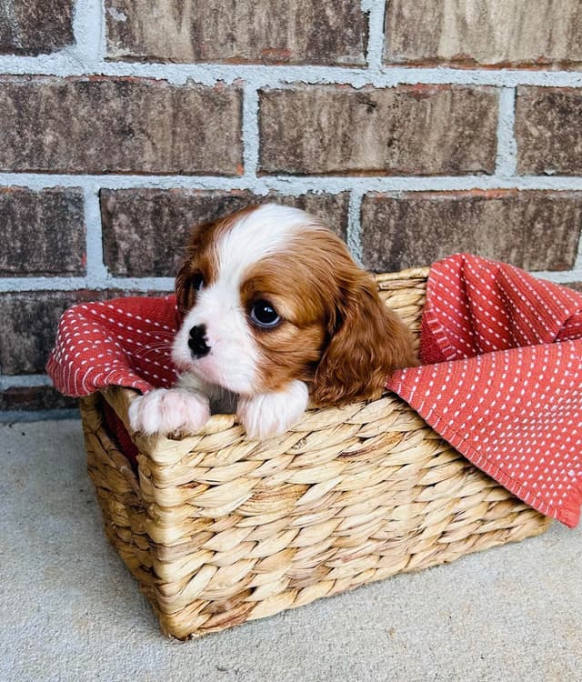 Cavalier King Charles Spaniel Puppies media 7