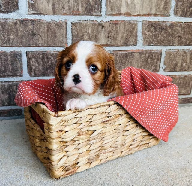 Cavalier King Charles Spaniel Puppies media 8