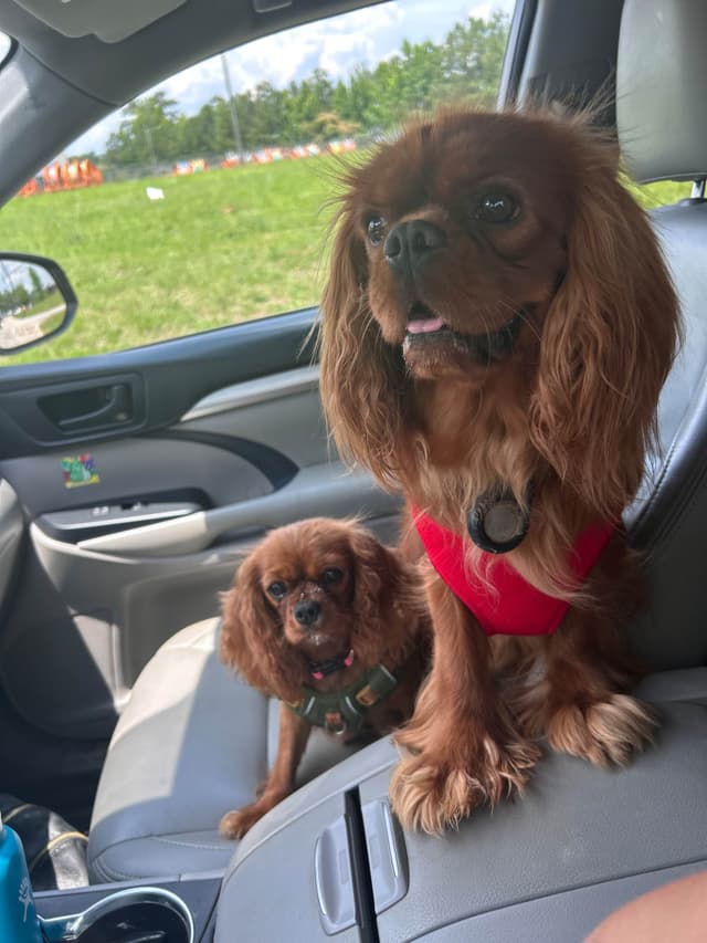 Cavalier King Charles Spaniel Puppies media 9