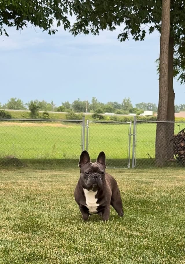 French Bulldog Puppies media 3