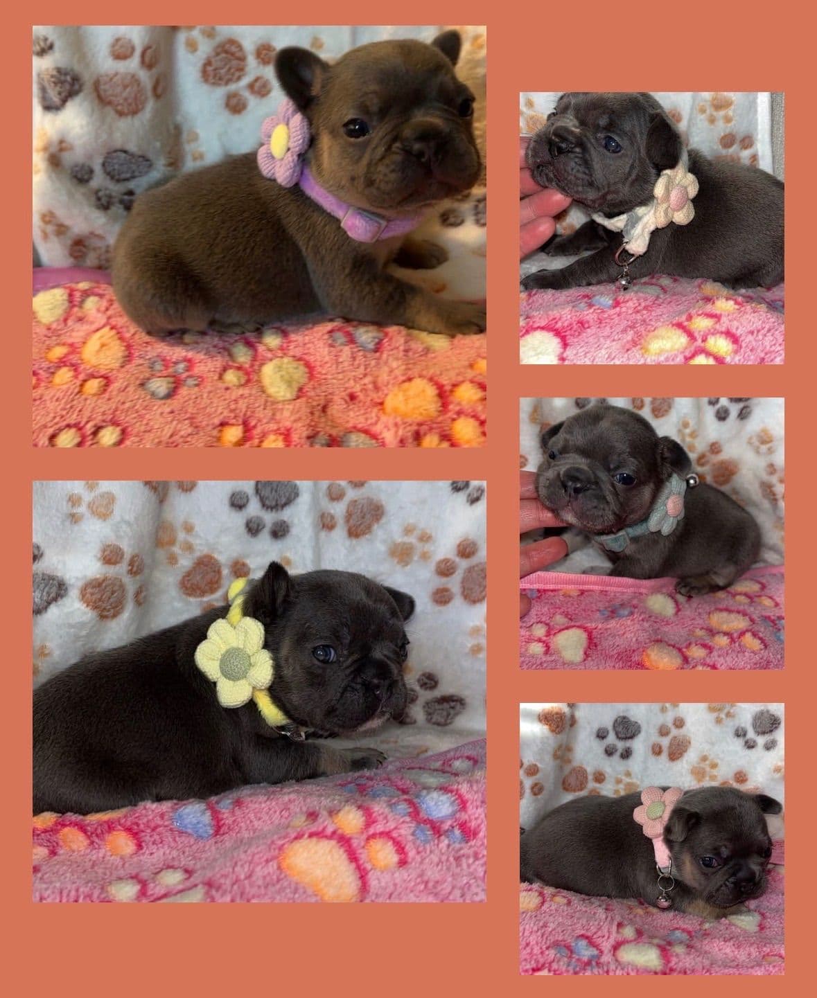 French Bulldog Puppies breeder image 1