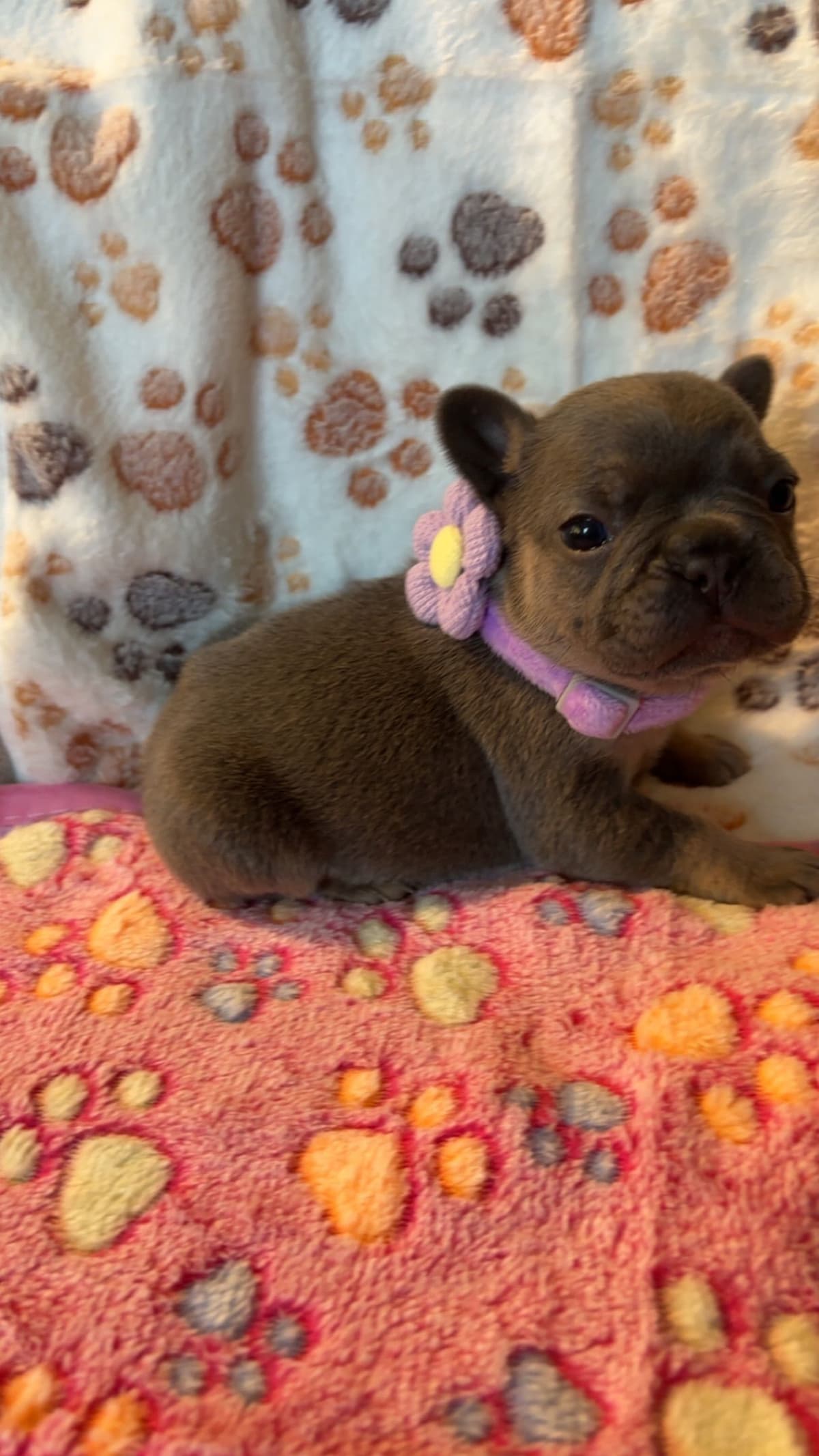 French Bulldog Puppies breeder image 2