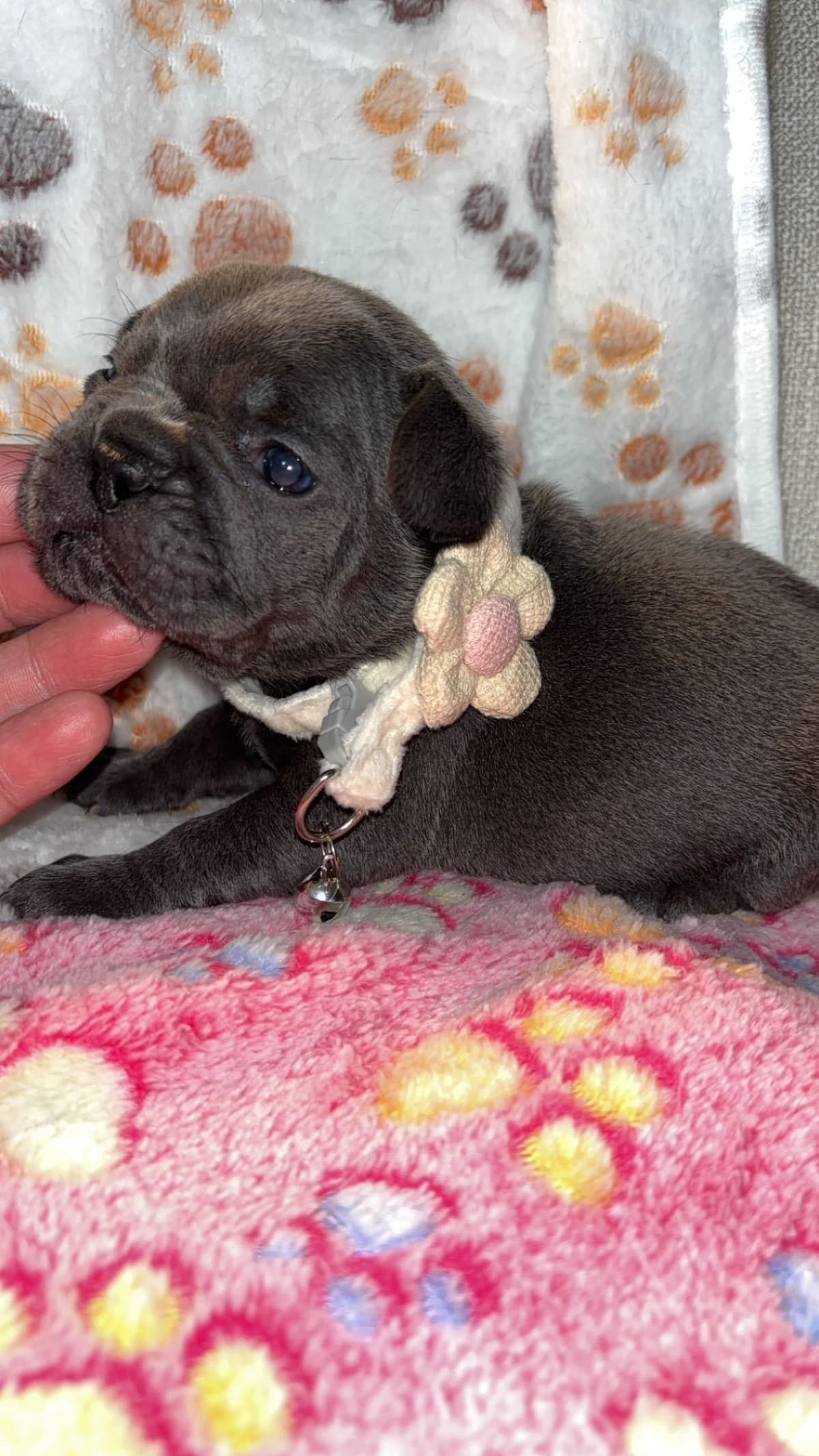 French Bulldog Puppies breeder image 4