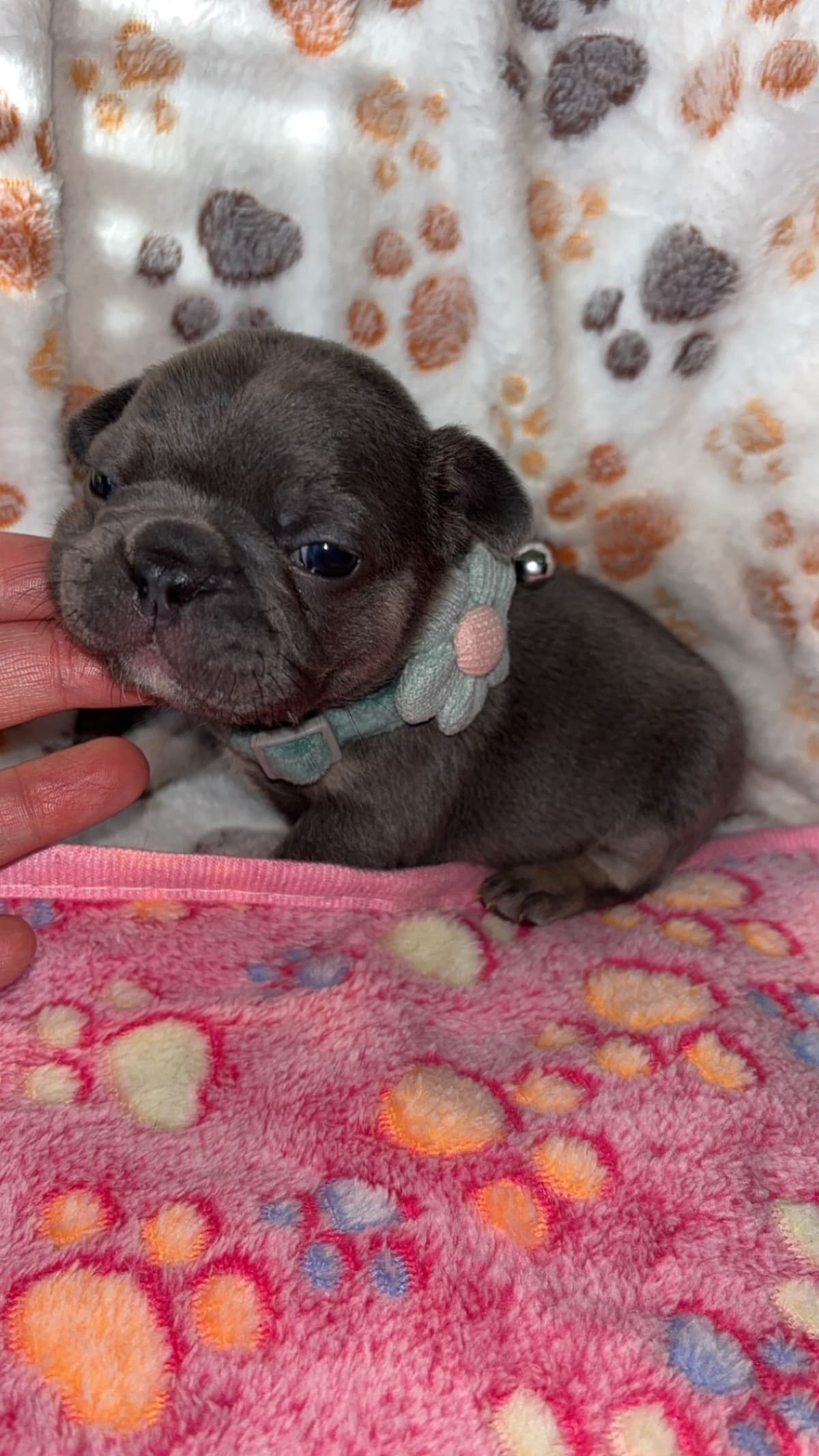 French Bulldog Puppies breeder image 5