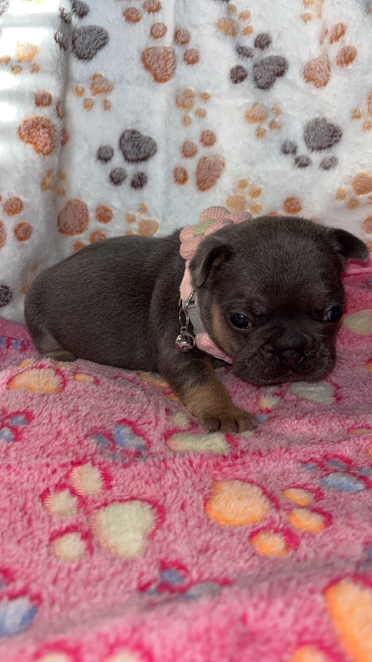 French Bulldog Puppies breeder image 3