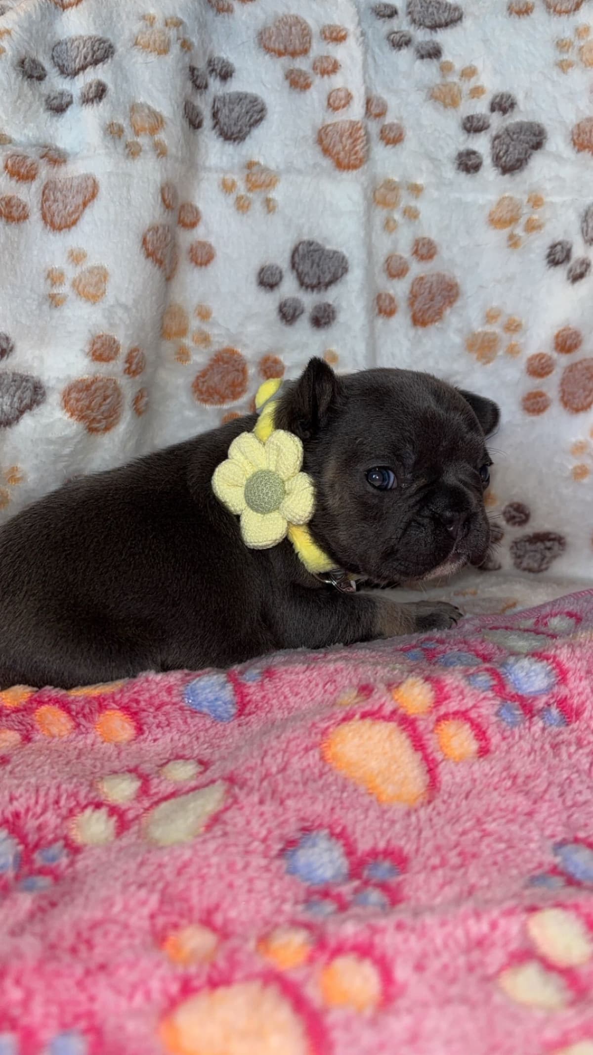 French Bulldog Puppies breeder image 6