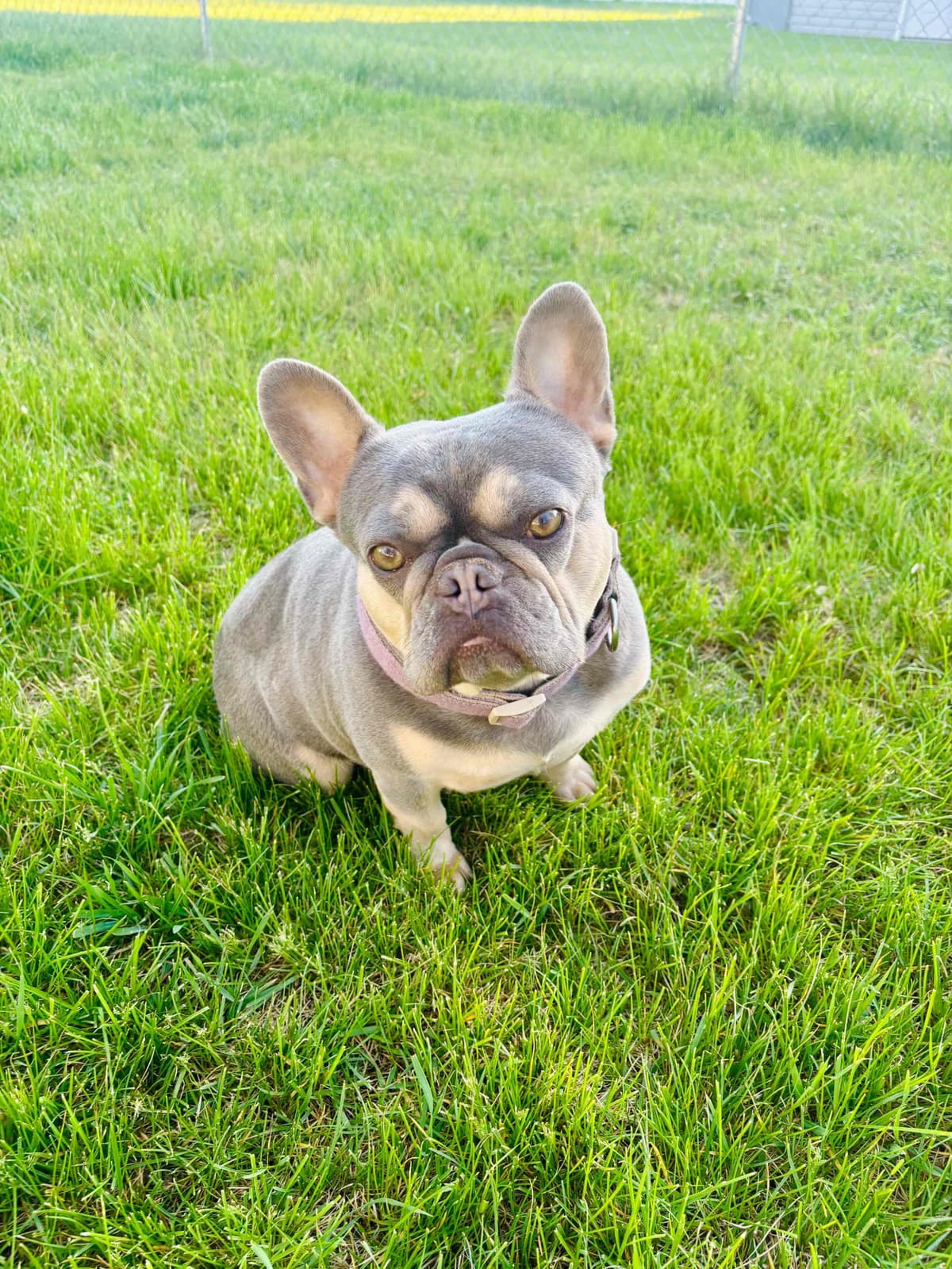 French Bulldog Puppies breeder image 7