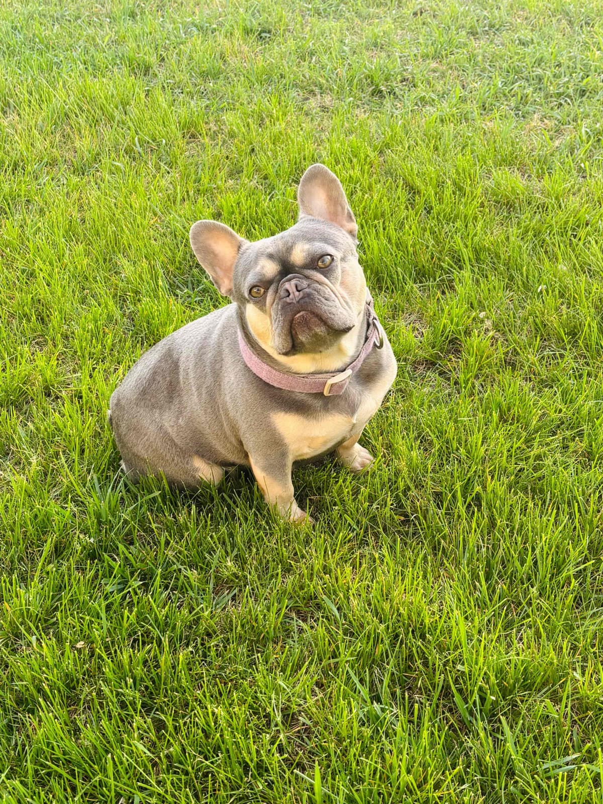 French Bulldog Puppies breeder image 9
