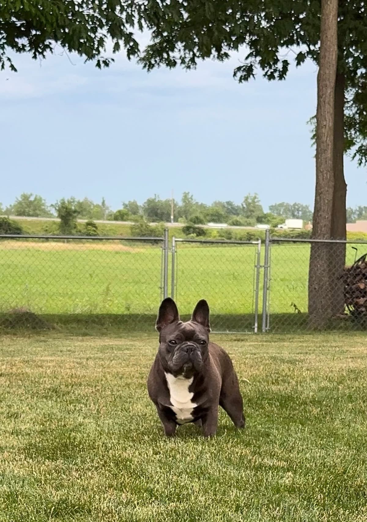French Bulldog Puppies breeder image 12