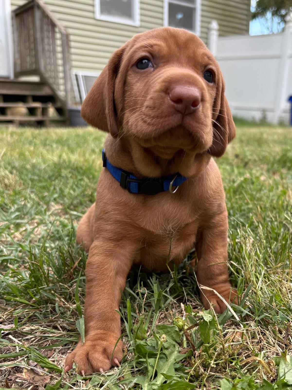 Vizsla Puppy breeder image 2