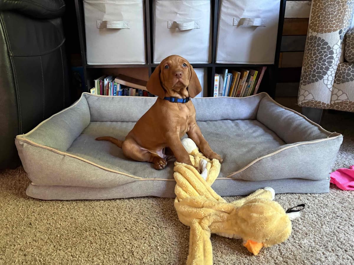 Vizsla Puppy breeder image 3