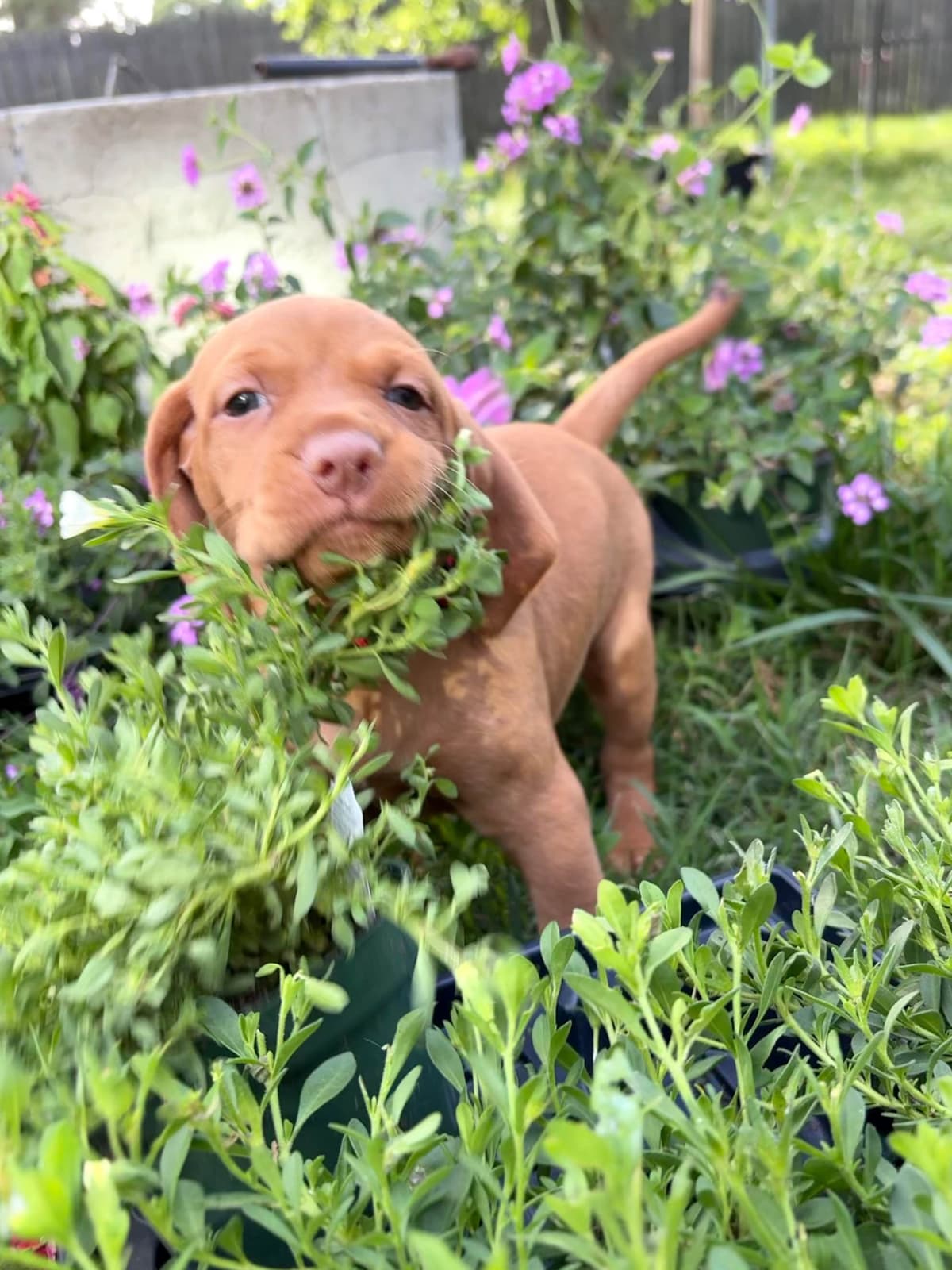 Vizsla Puppy breeder image 4