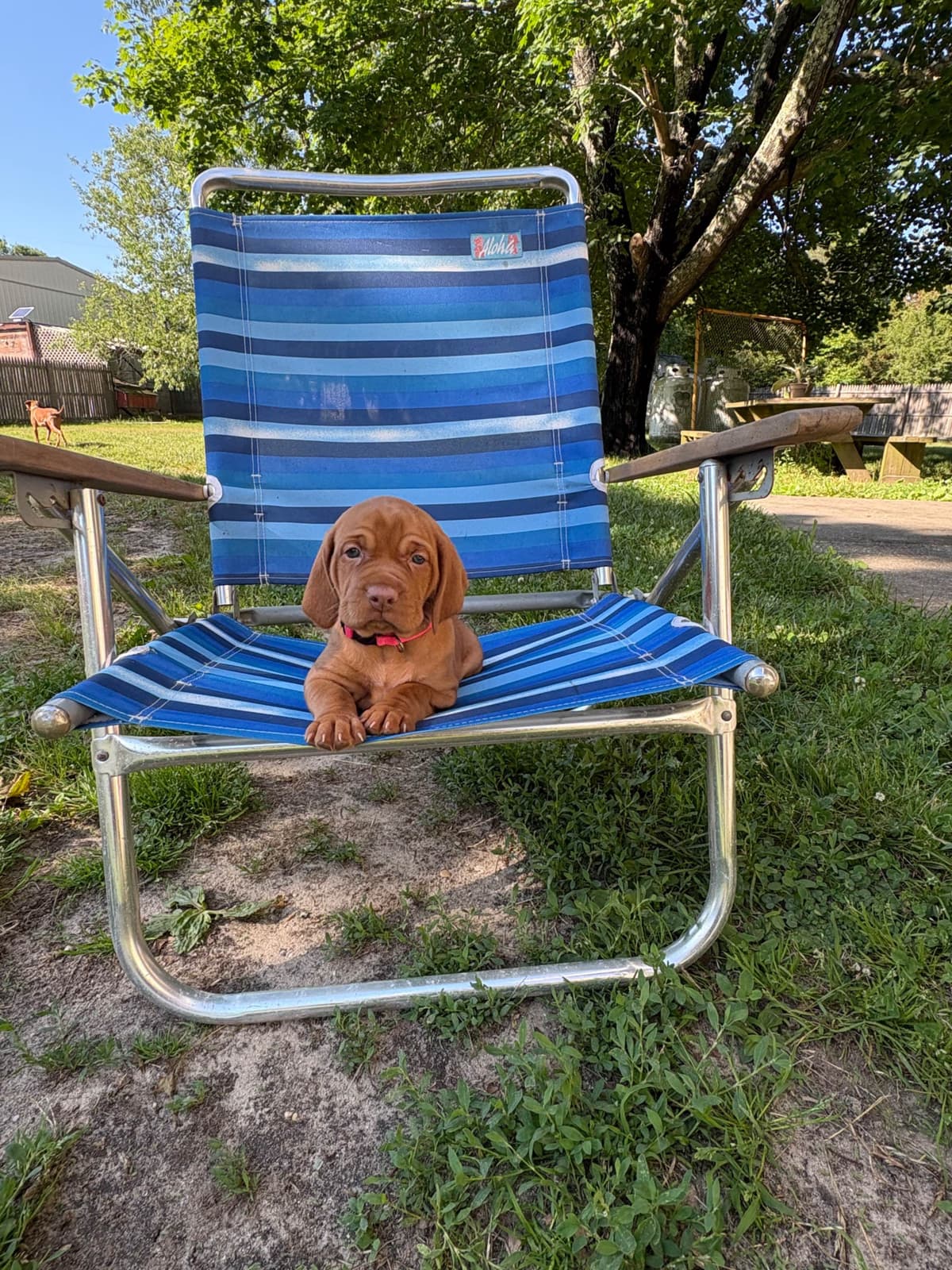 Vizsla Puppy breeder image 5