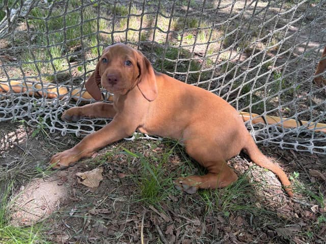 Vizsla Puppy media 2