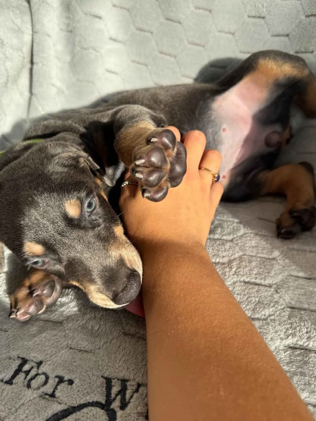 Doberman Pinscher Pups-2 Blue & 1 White waiting to find Furever homes! media 2
