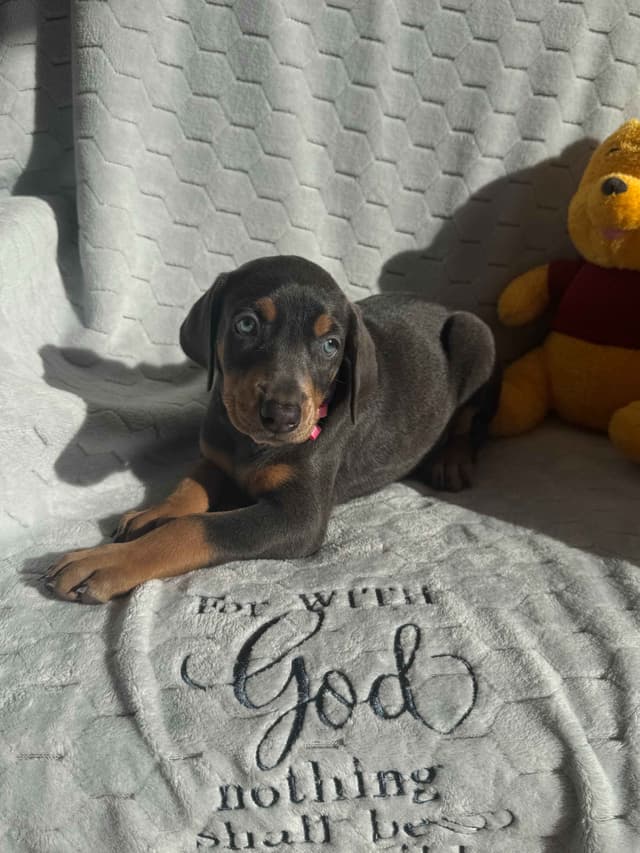 Doberman Pinscher Pups-2 Blue & 1 White waiting to find Furever homes! media 3
