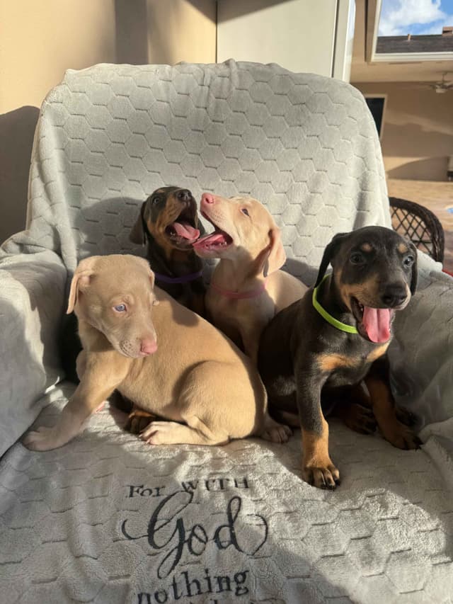 Doberman Pinscher Pups-2 Blue & 1 White waiting to find Furever homes! media 4