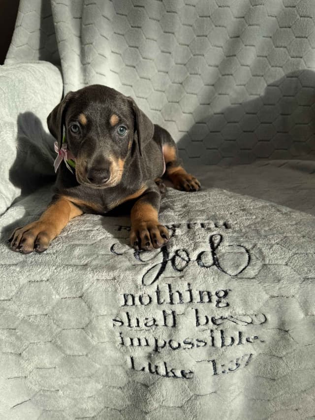Doberman Pinscher Pups-2 Blue & 1 White waiting to find Furever homes! media 5