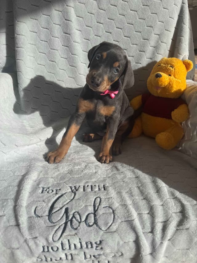 Doberman Pinscher Pups-2 Blue & 1 White waiting to find Furever homes! media 6