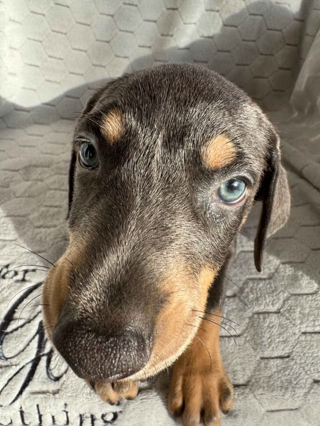 Doberman Pinscher Pups-2 Blue & 1 White waiting to find Furever homes! media 7