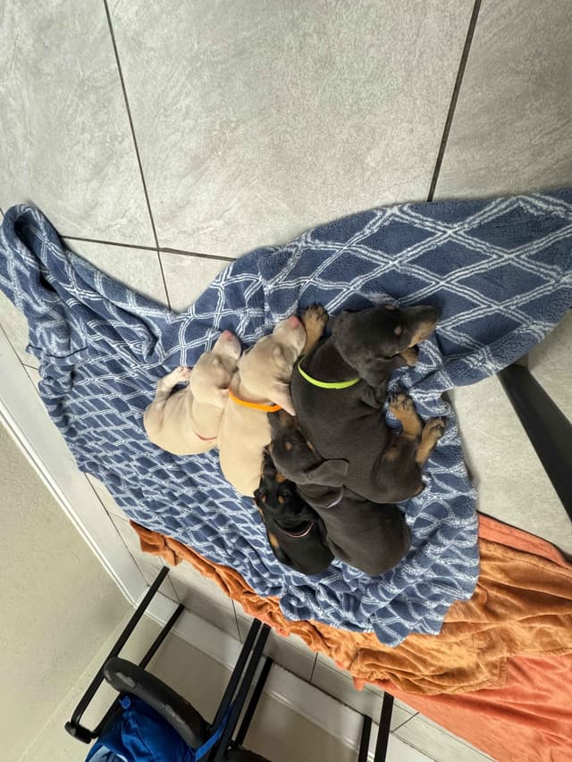 Doberman Pinscher Pups-2 Blue & 1 White waiting to find Furever homes! media 8