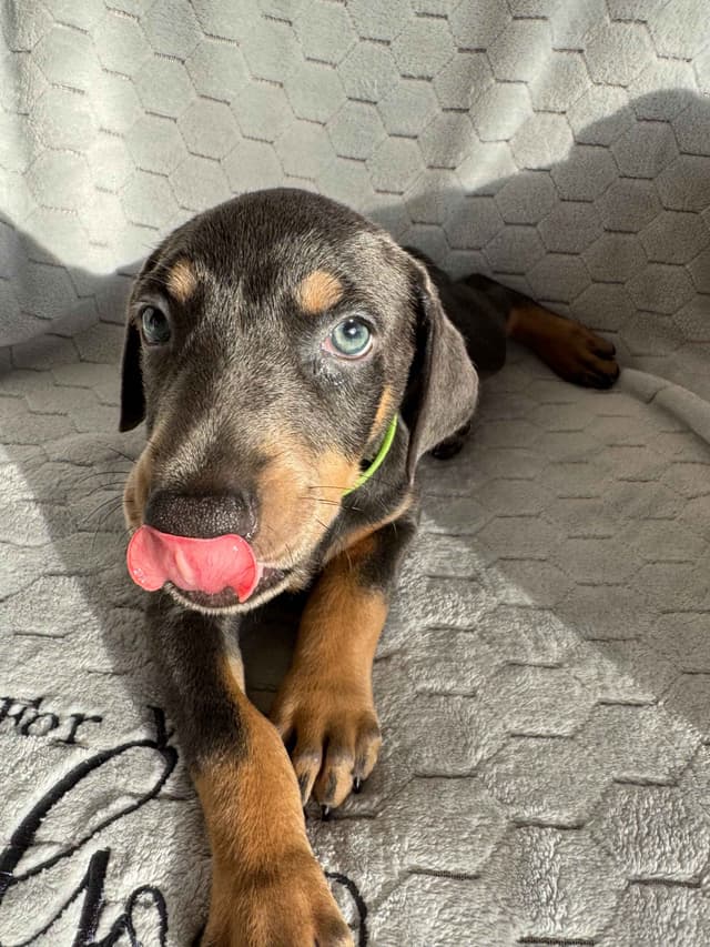 Doberman Pinscher Pups-2 Blue & 1 White waiting to find Furever homes! media 9